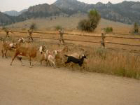 Stray Goats